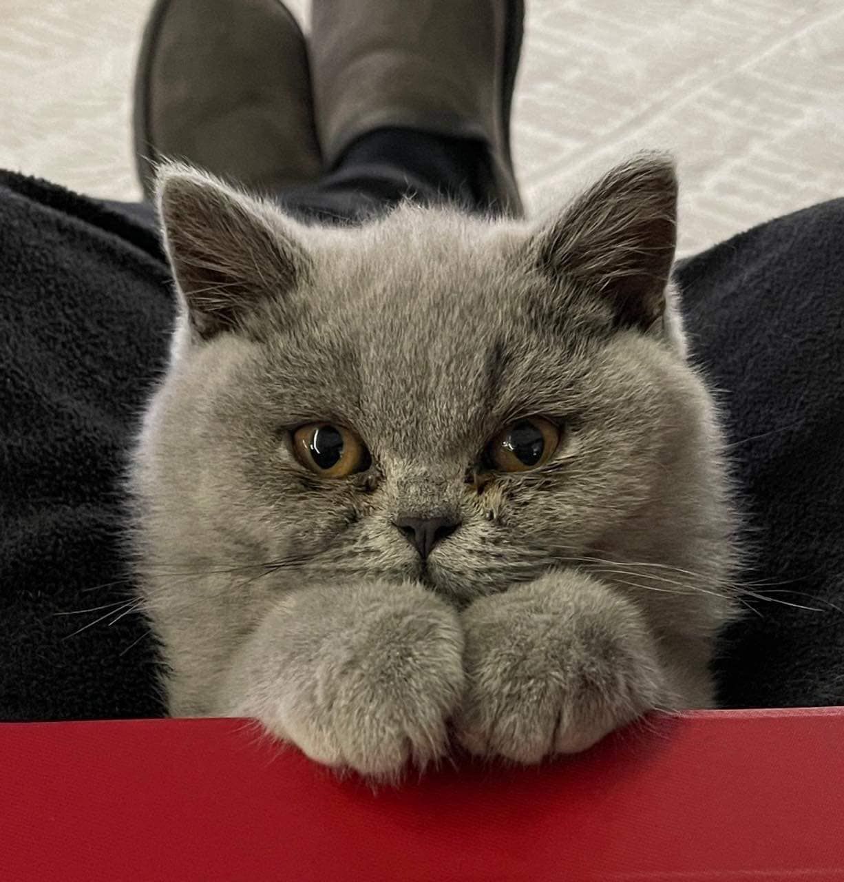 A Gray Cat Is Sitting On A Person 's Lap And Looking At The Camera — Whispurrs Cat Retreat in Beerburrum, QLD