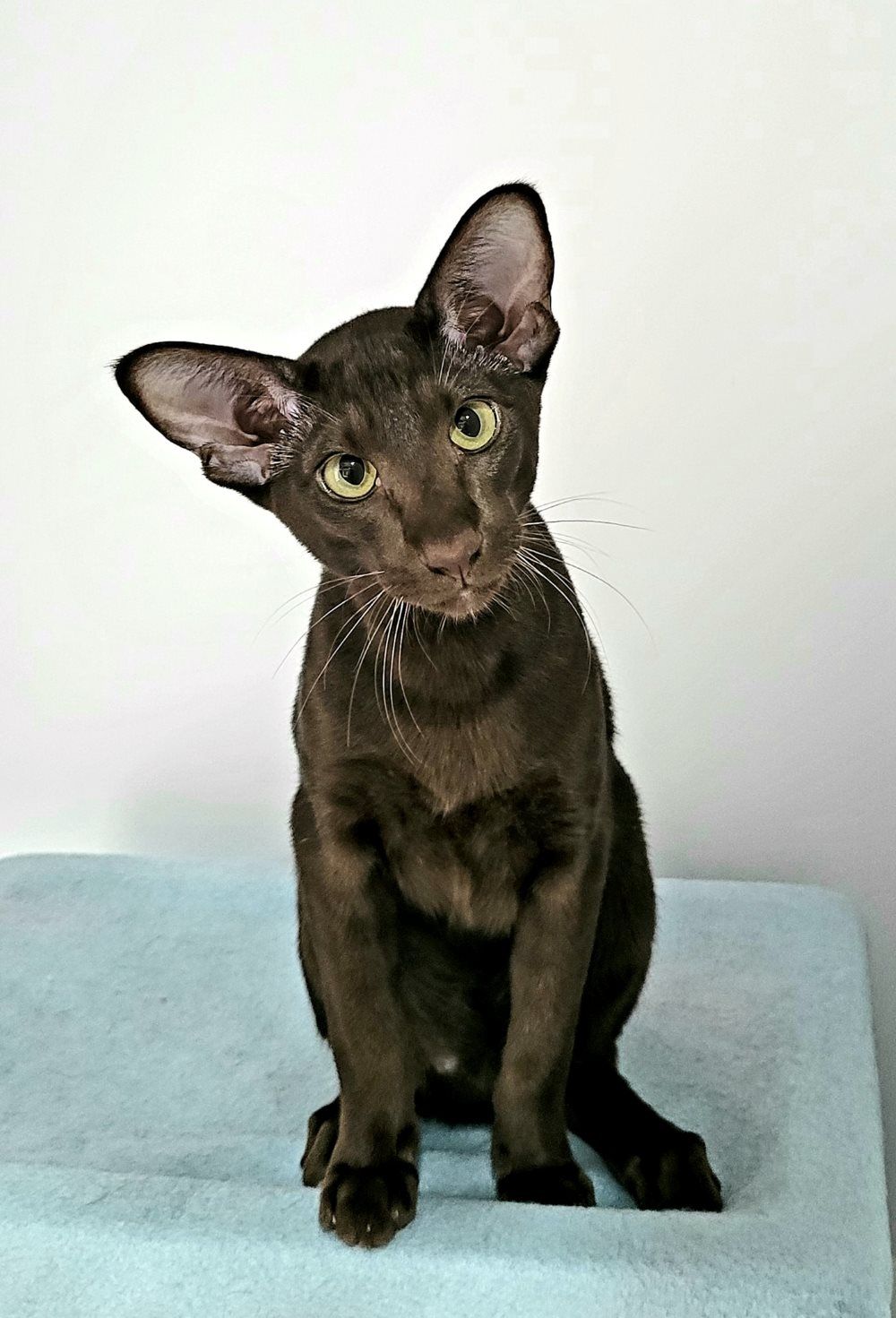 A Brown Oriental Cat Is Sitting On A Blue Towel And Looking At The Camera — Whispurrs Cat Retreat in Beerburrum, QLD