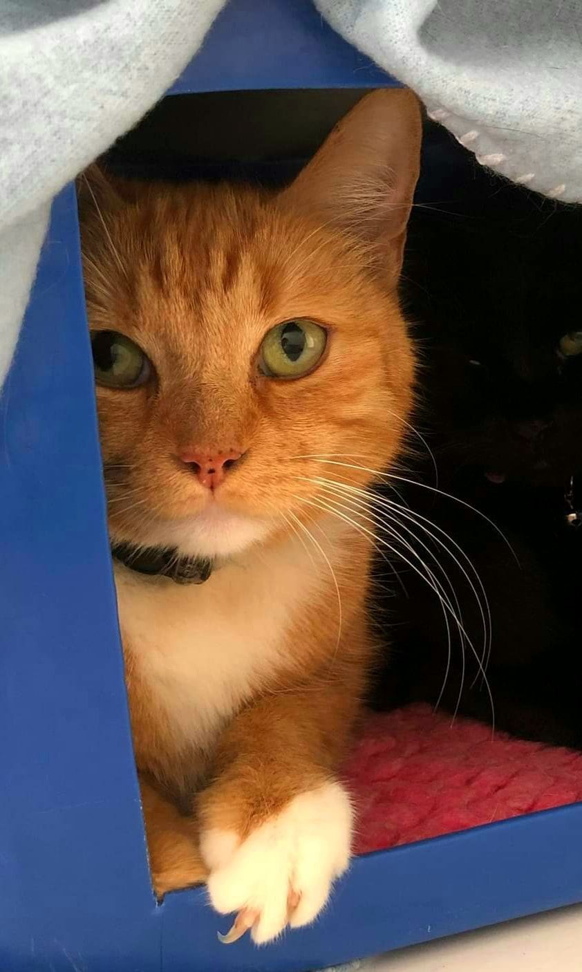 An Orange And White Cat Is Sitting In A Blue Box — Whispurrs Cat Retreat in Beerburrum, QLD