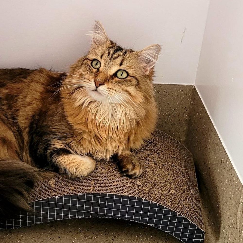 A Cat Is Laying On A Scratching Pad And Looking At The Camera — Whispurrs Cat Retreat in Beerburrum, QLD