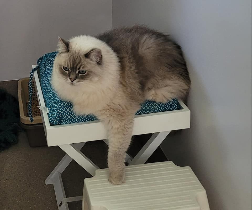 A Fluffy Cat Is Sitting On A White Stool — Whispurrs Cat Retreat in Beerburrum, QLD
