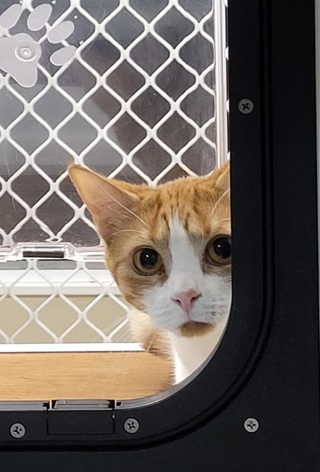 A Cat Is Looking Out Of A Cat Door — Whispurrs Cat Retreat in Beerburrum, QLD
