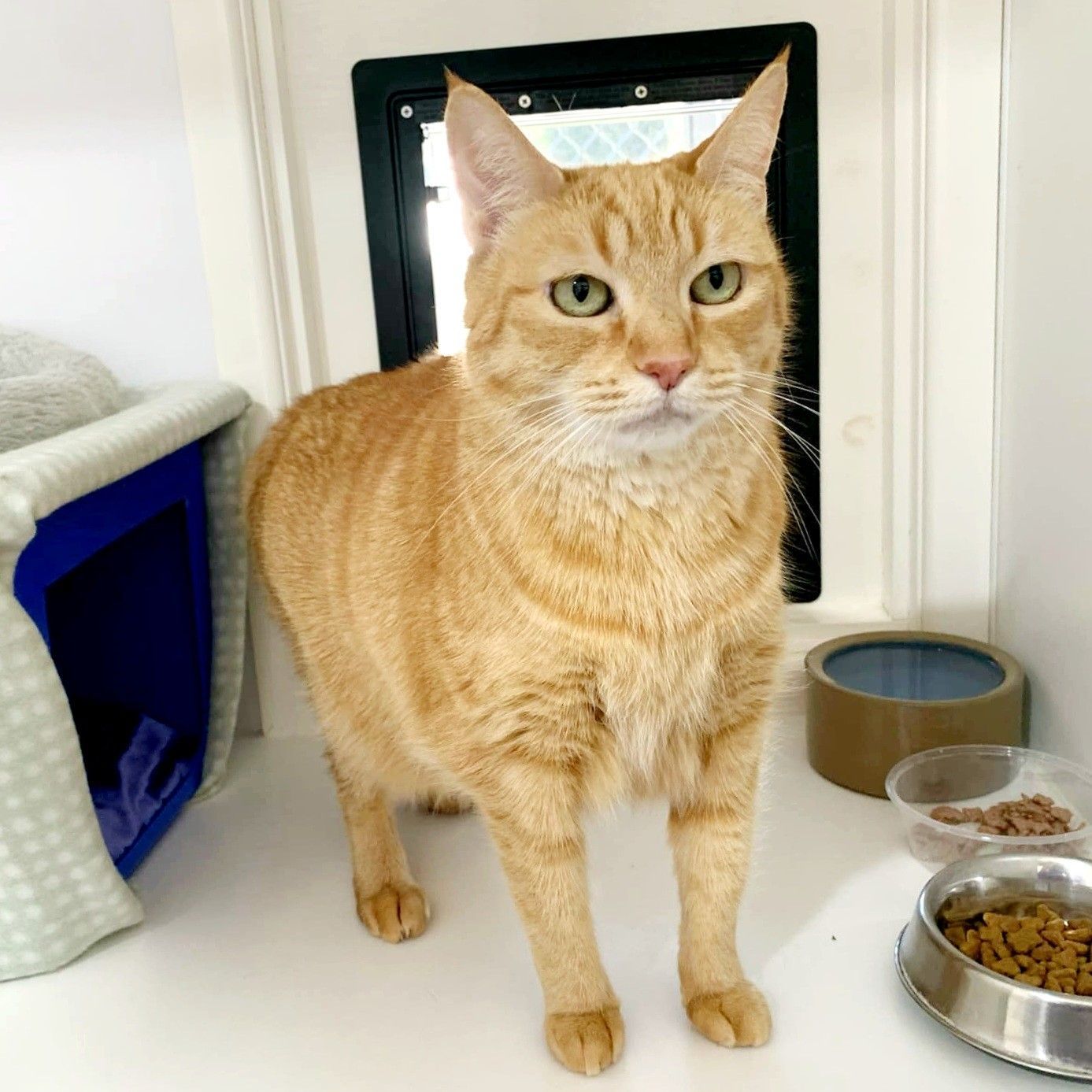 Orange tabby cat standing in front of a cat door and bowls of food in a white enclosure — Whispurrs Cat Retreat in Beerburrum, QLD