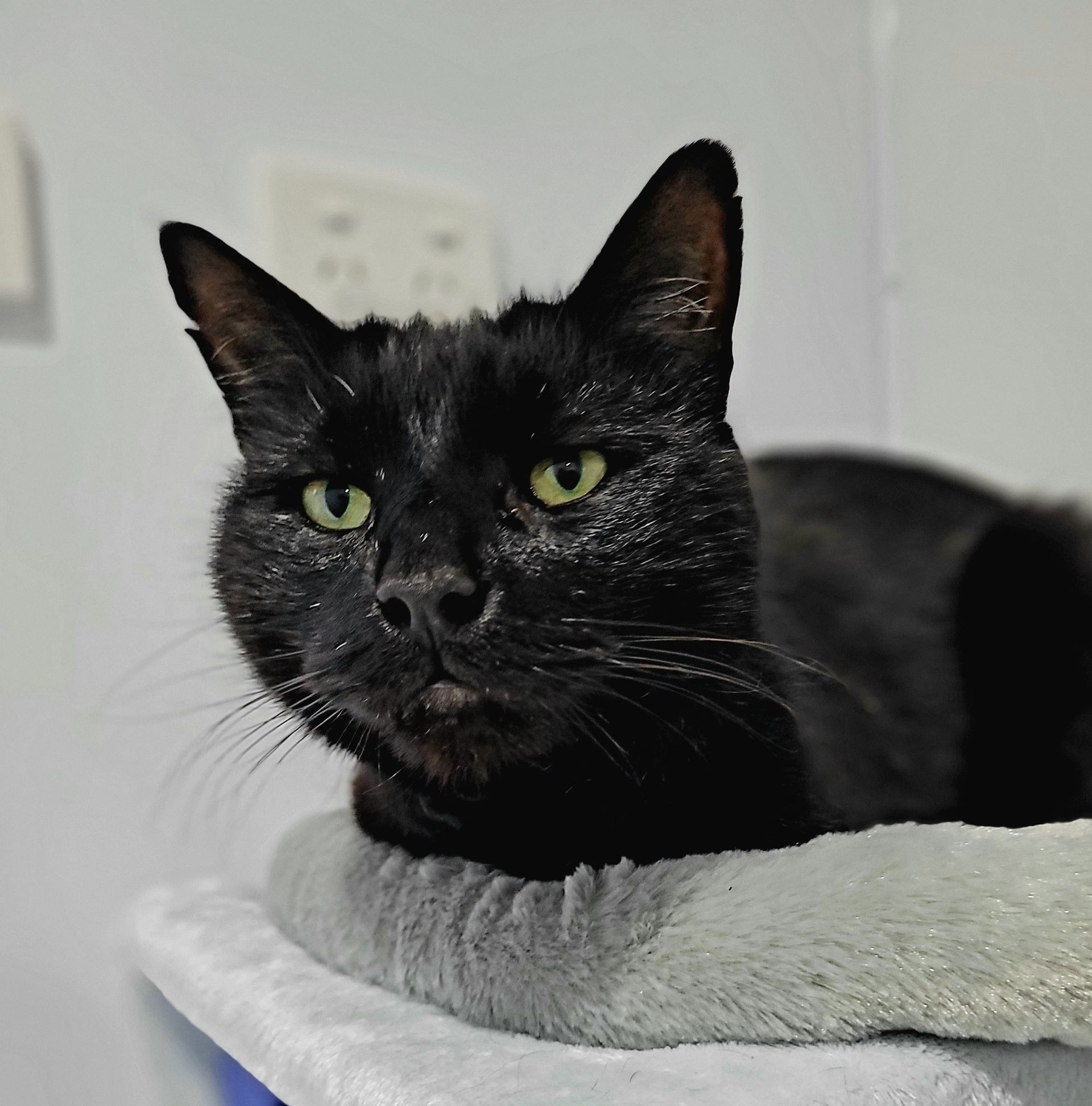 Black cat with green eyes rests on a soft, light gray surface in a room with white walls — Whispurrs Cat Retreat in Beerburrum, QLD