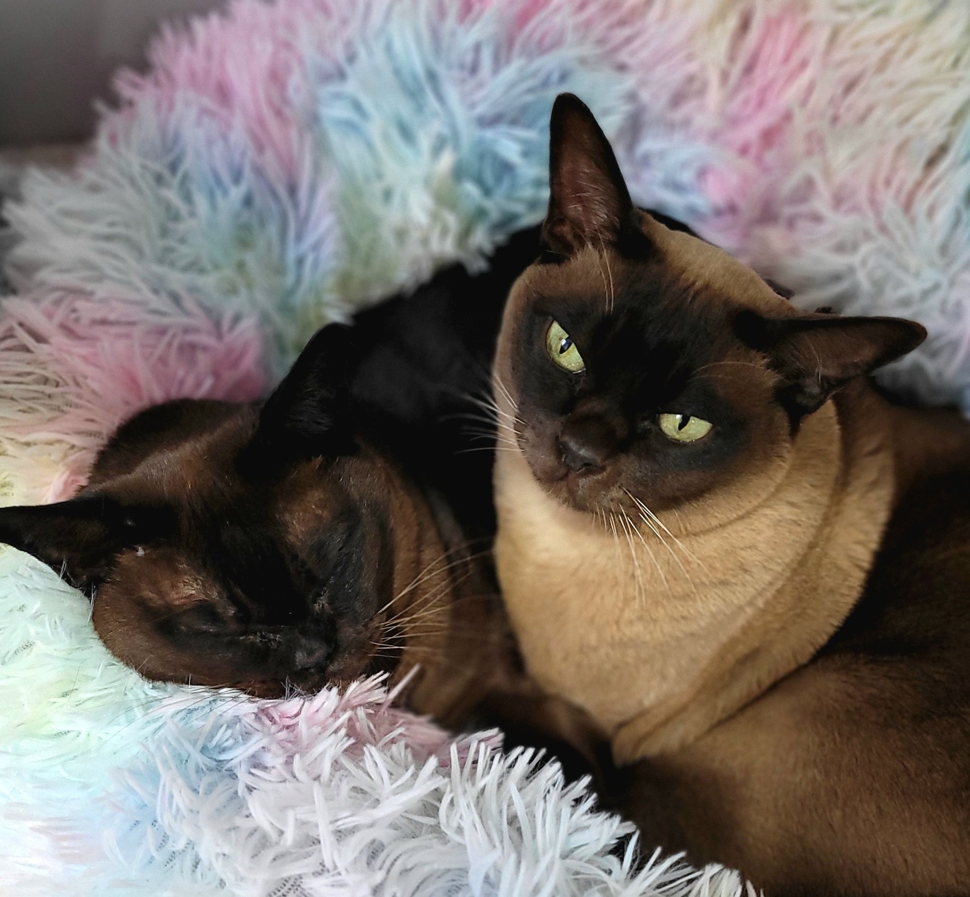 Two brown Burmese cats nestled together in a fluffy, colorful bed, one awake with green eyes — Whispurrs Cat Retreat in Beerburrum, QLD