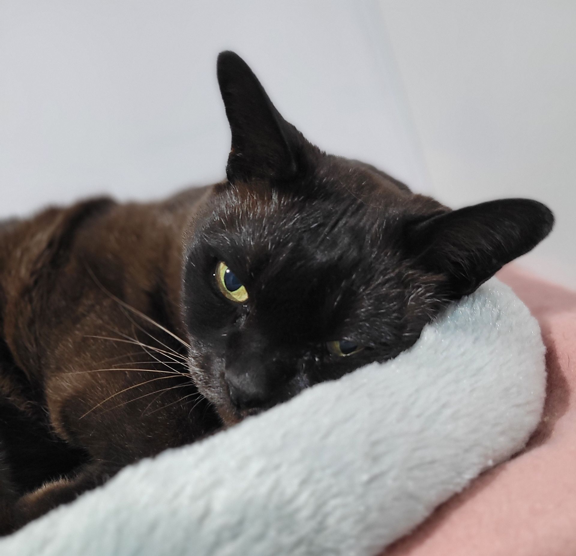 Black cat with yellow eyes resting on a fluffy bed, looking at the camera — Whispurrs Cat Retreat in Beerburrum, QLD