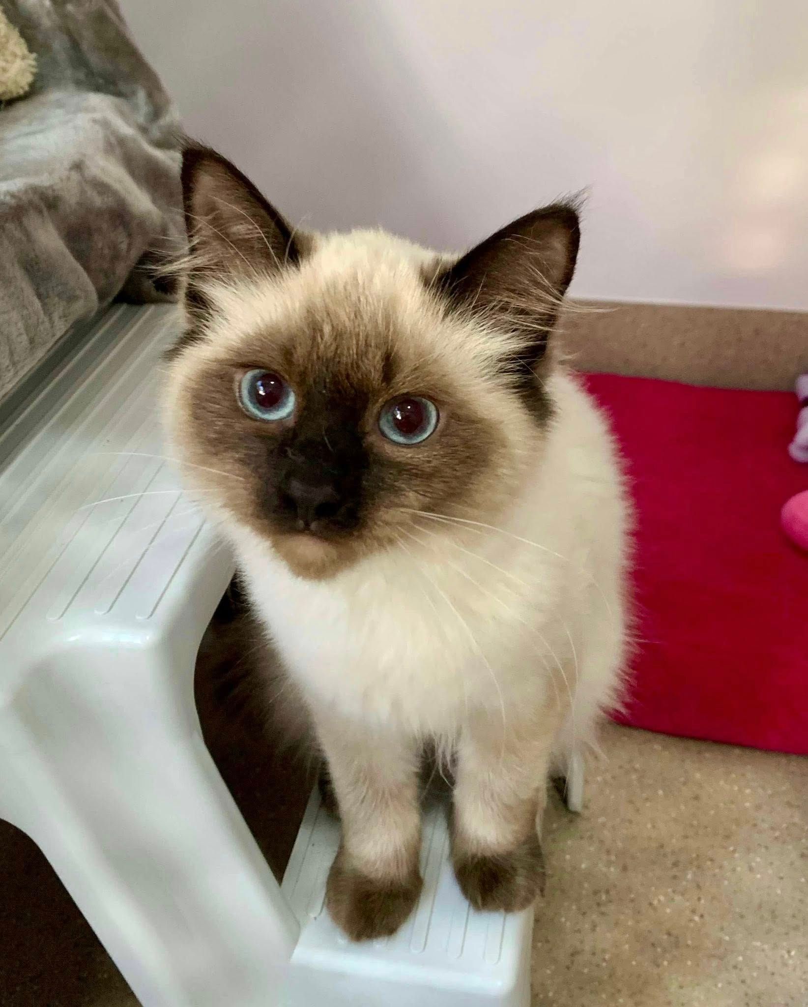 A Cat Is Laying On A Fluffy Pillow On The Floor — Whispurrs Cat Retreat in Beerburrum, QLD