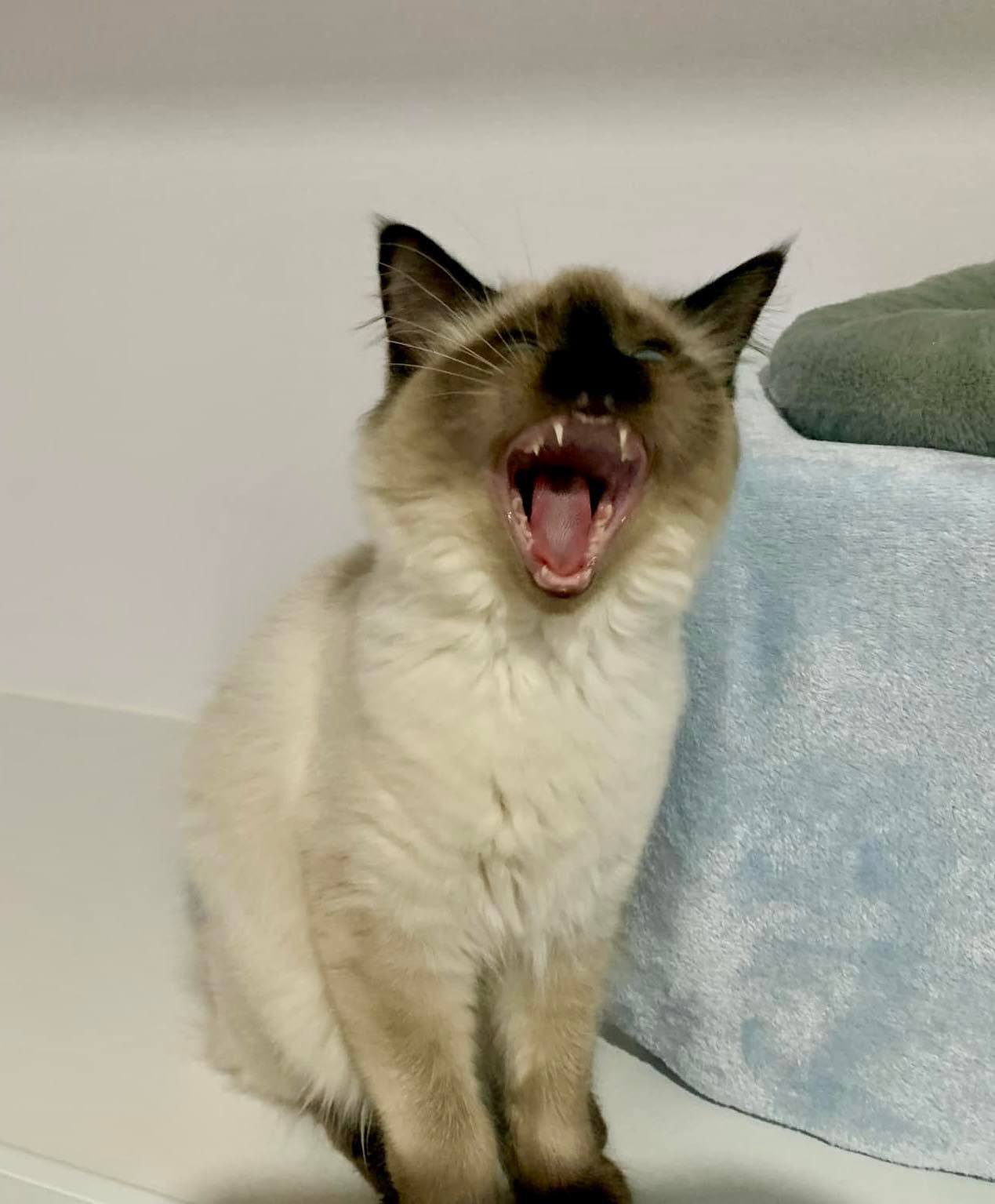Siamese cat yawning wide, showing teeth; light fur with dark points — Whispurrs Cat Retreat in Beerburrum, QLD
