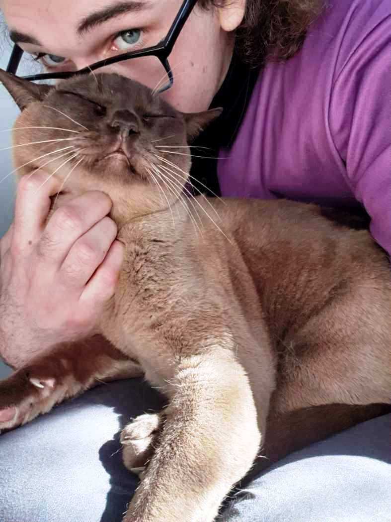 Owen — Whispurrs Cat Retreat in Beerburrum, QLD