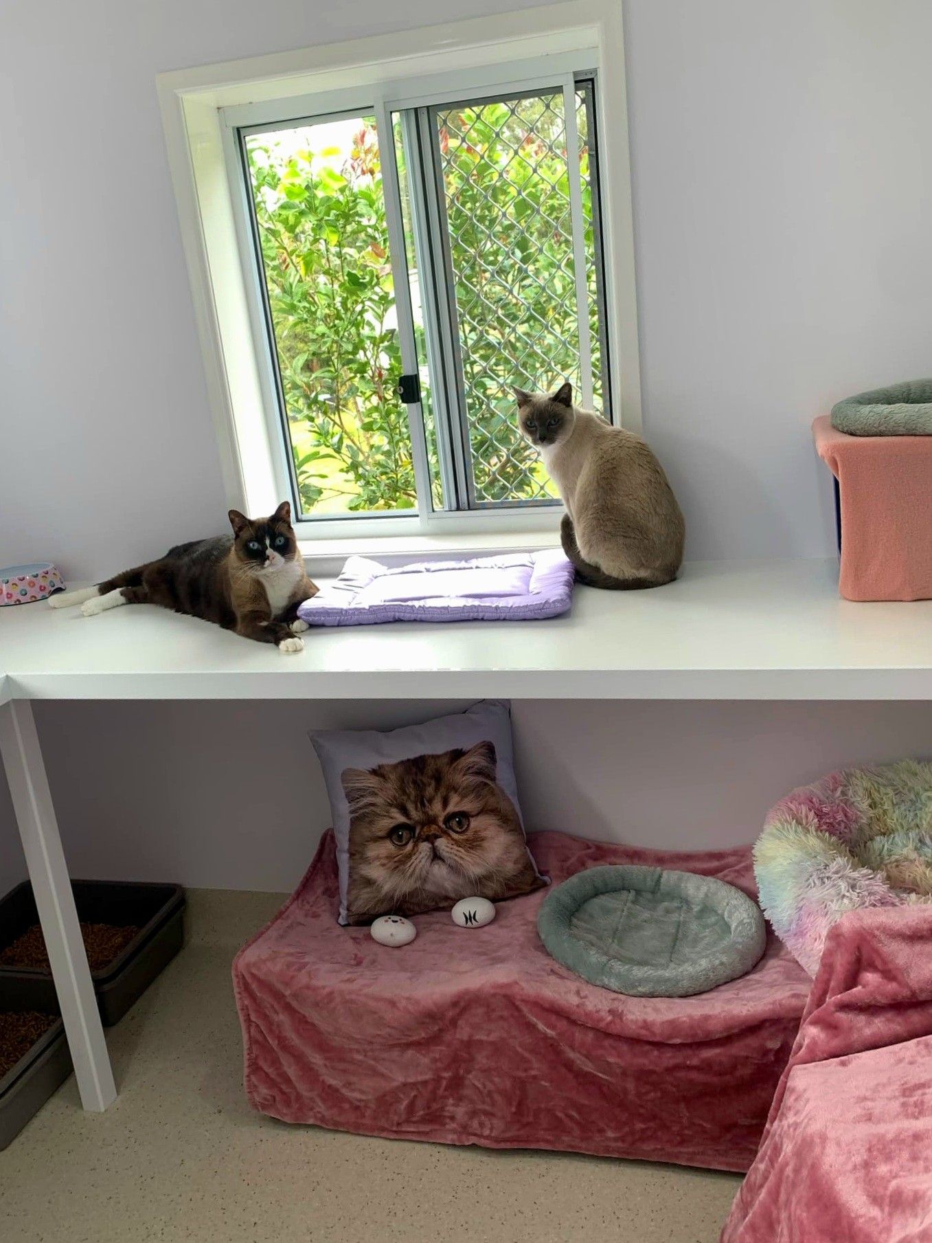 A Room With A Dog In A Bed And A Television On The Wall — Whispurrs Cat Retreat in Beerburrum, QLD