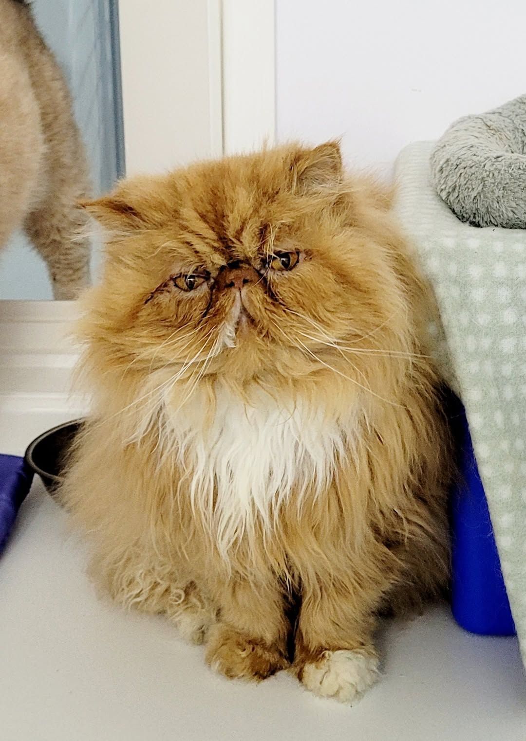A Cat Is Sitting On A Bed In Front Of A Window — Whispurrs Cat Retreat in  Beerburrum, QLD