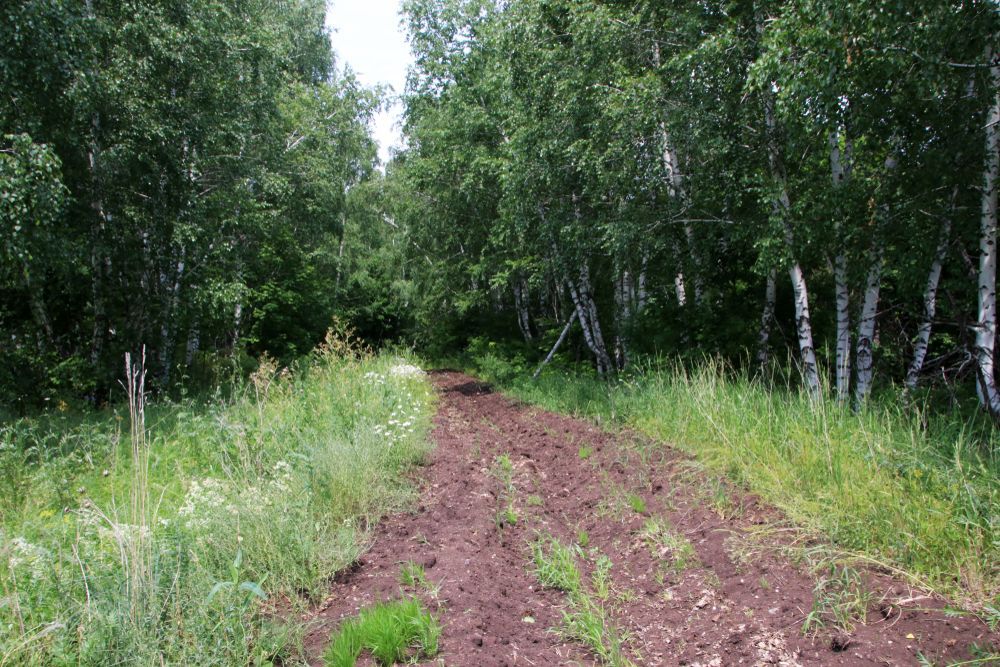 Dirt Path Through a Forest Flanked by Green Grass and Trees — Boland Contracting In Wellington, NSW