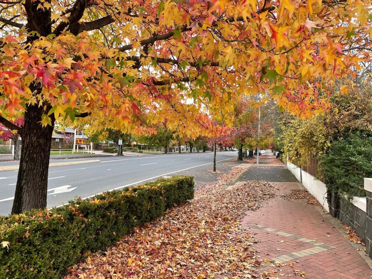 Street Lined With Trees Displaying Vibrant Autumn Foliage — Boland Contracting in Orange, NSW