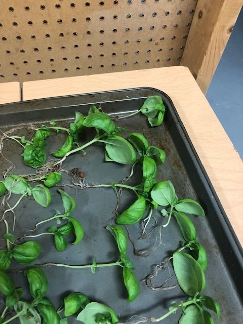 A tray of basil leaves on a table