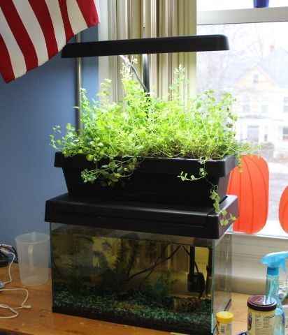 A small aquarium with plants growing out of it