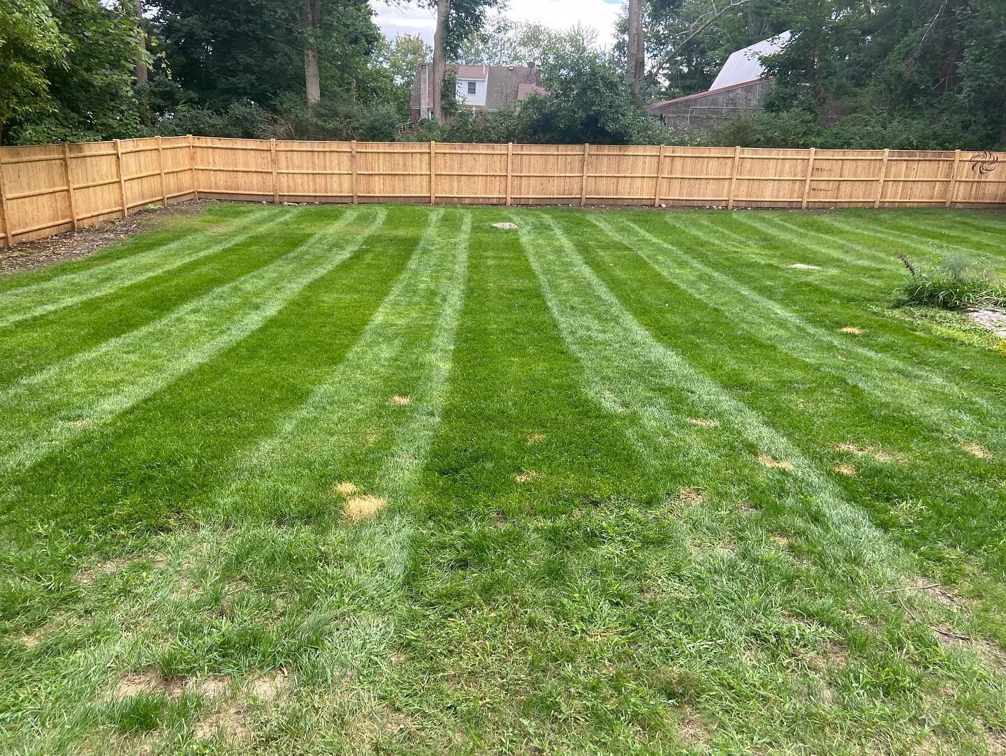 A lush green lawn with a wooden fence in the background.