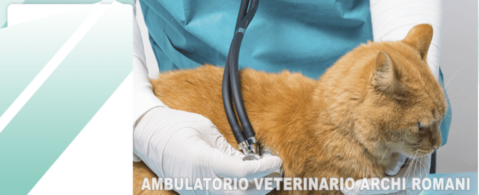 Ambulatorio veterinario