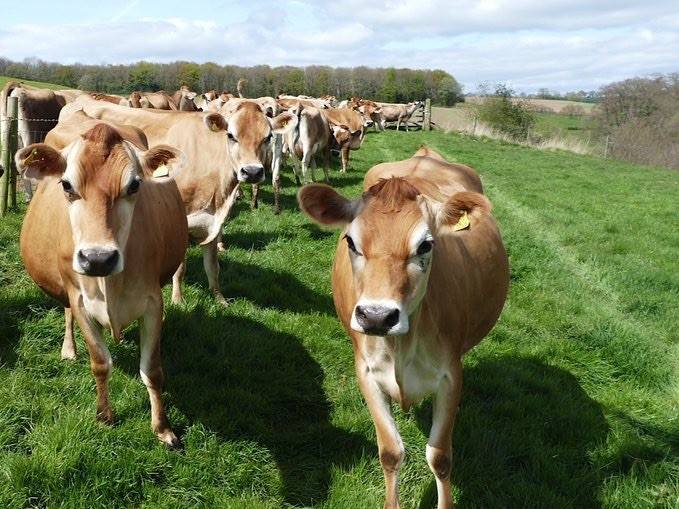 Brooke's DairyJersey cows on our farm