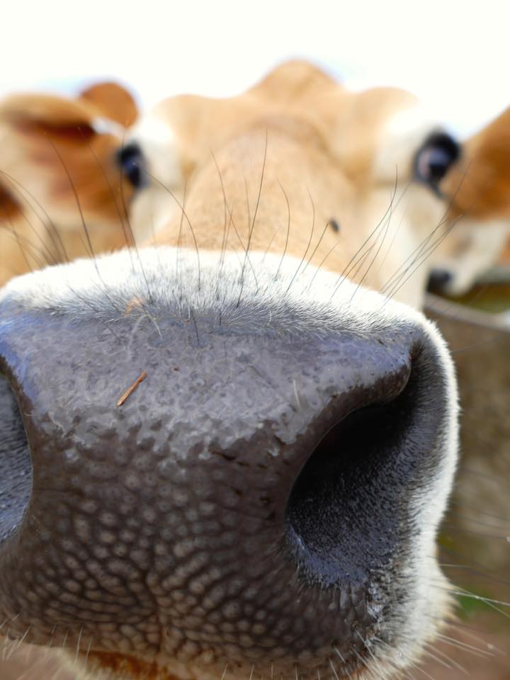 Brooke's Dairy Welsh Jersey cows