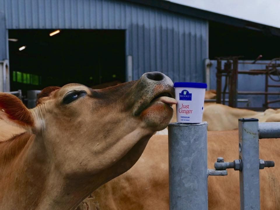Brooke's Dairy Welsh ice cream from Jersey cows