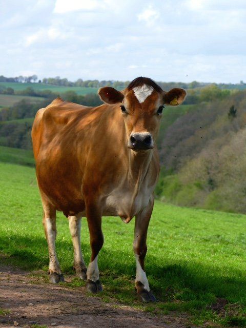 Welsh ice cream from Jersey Cows