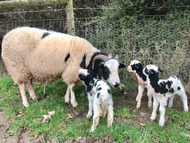 Brooke's Dairy Jacob sheep