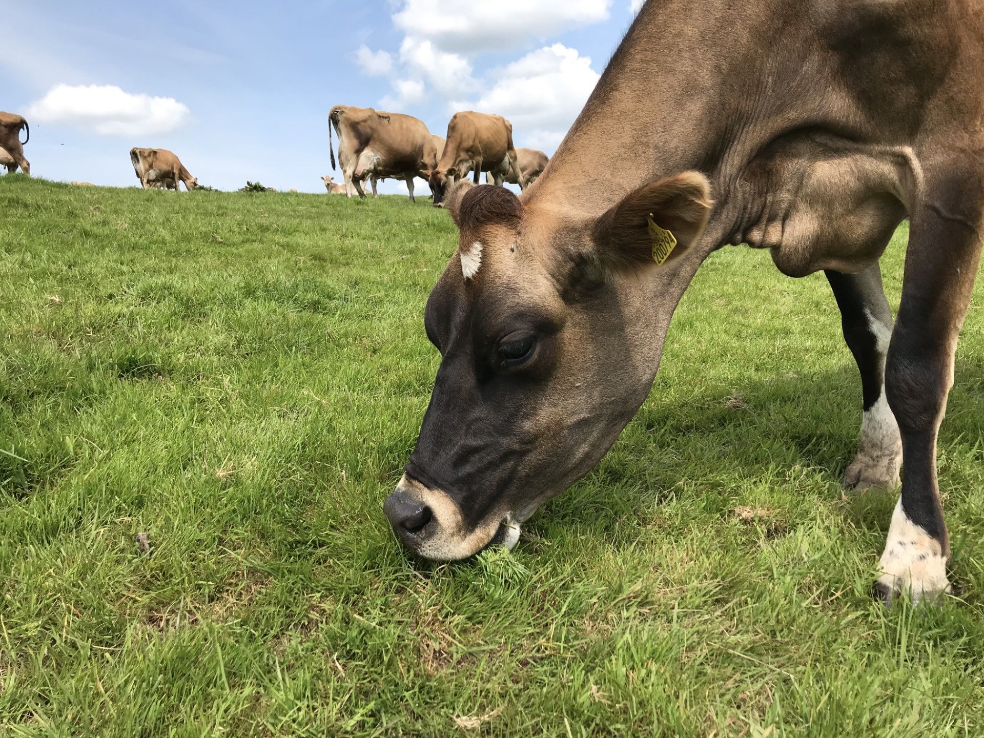 Brooke's Dairy Jersey cows on our farm in Wales