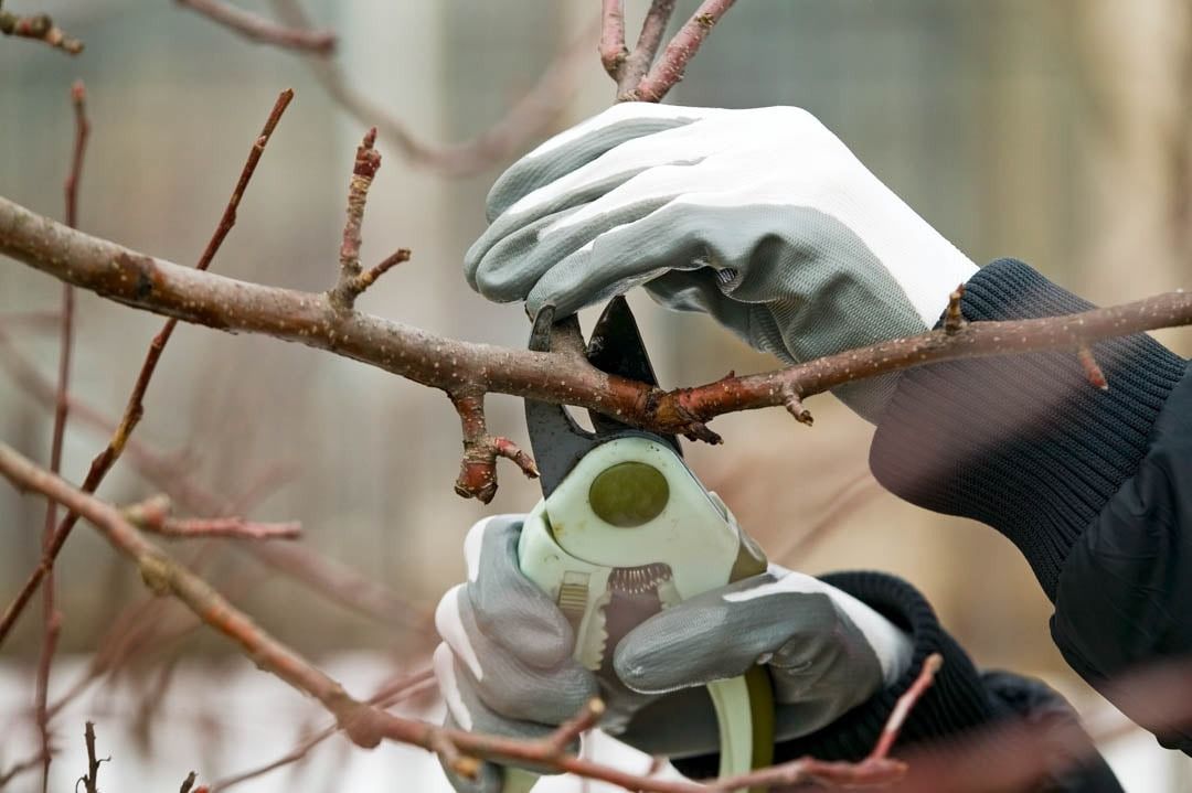 A person is cutting a tree branch with a pair of scissors.