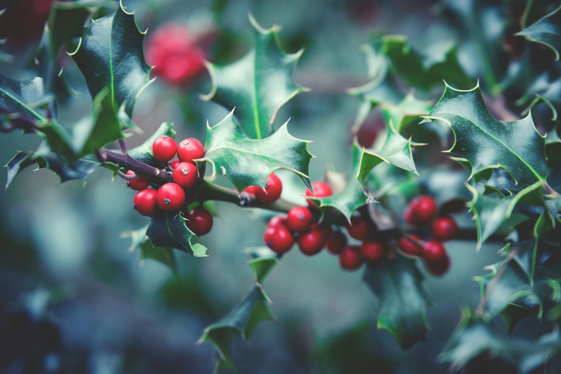 A close up of a branch of holly with red berries and green leaves.