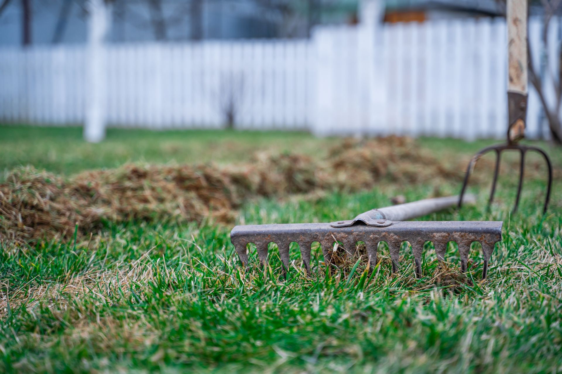 Rake resting in grass near a pile of raked debris; white picket fence in background.