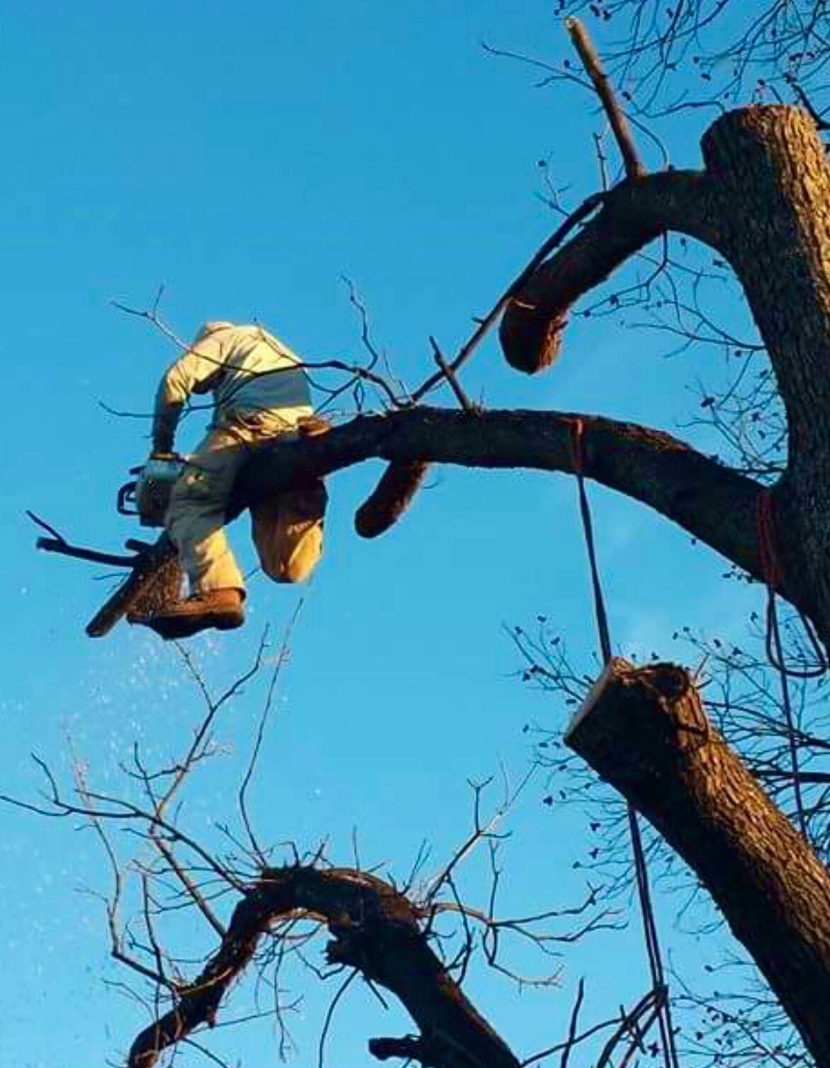 A tree worker in safety gear cuts a tree branch with a chainsaw against a blue sky.