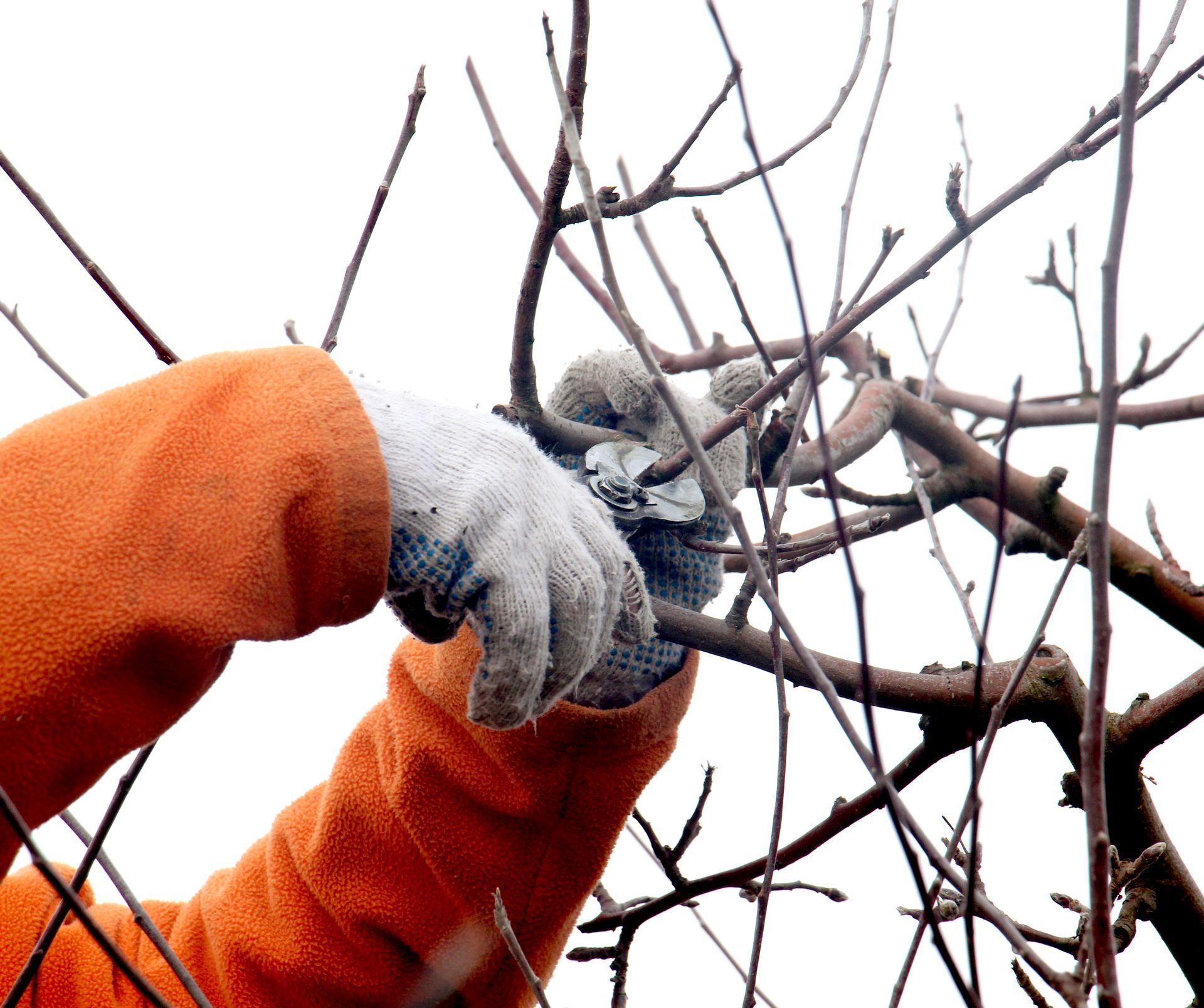 Person pruning a tree with clippers, wearing orange sleeves and white gloves.