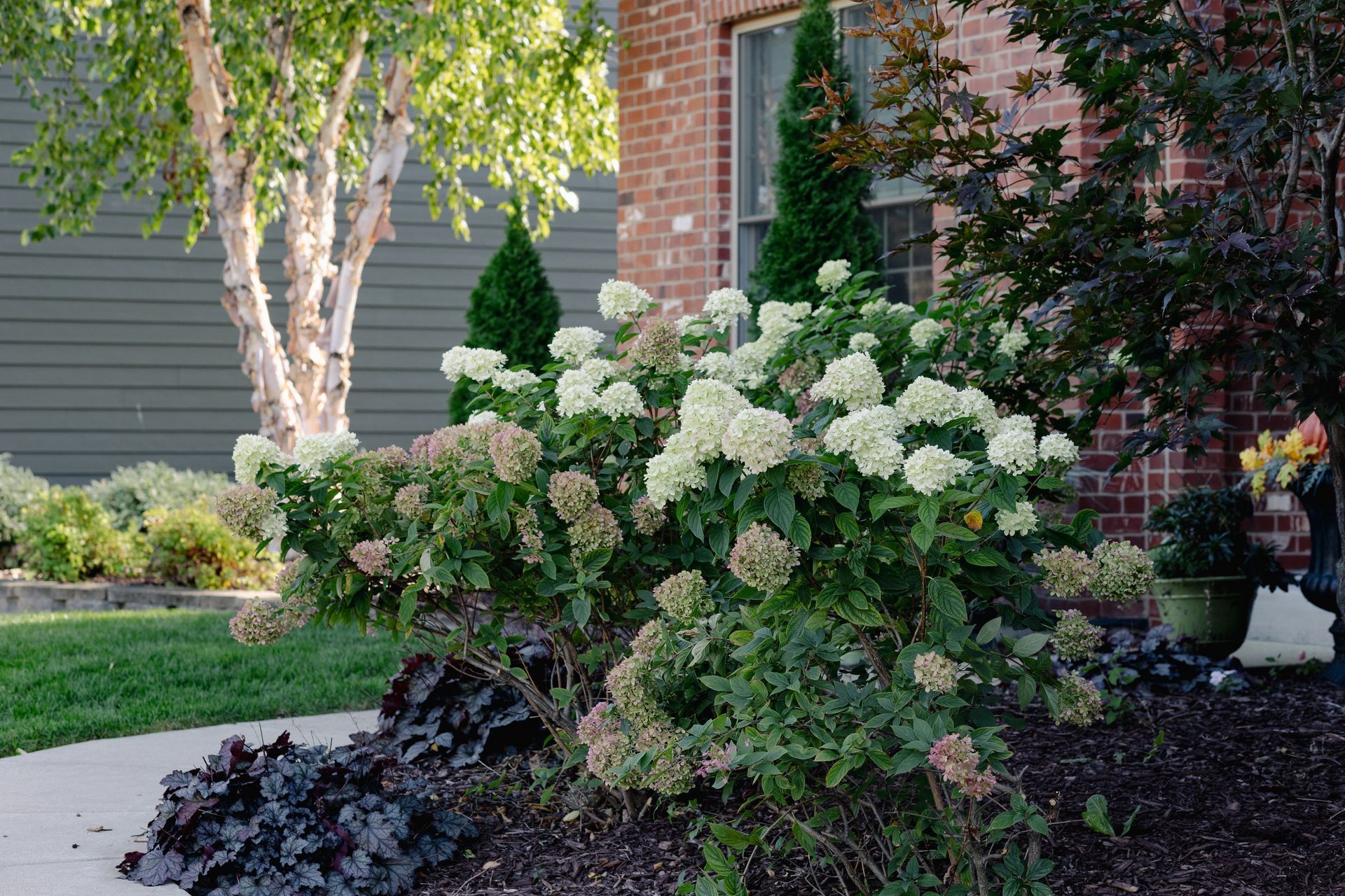 Lush garden bed with white hydrangeas, brick home, and birch tree.