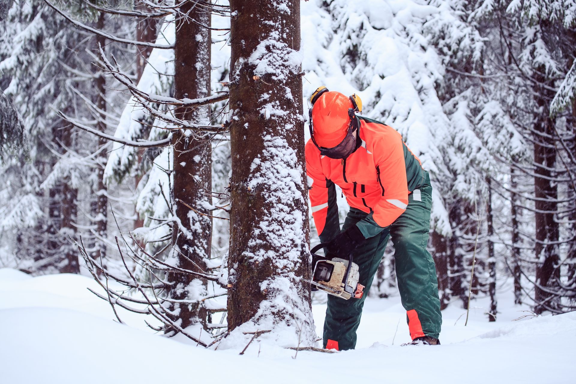 Lumberjack in orange safety gear cutting a snowy tree with a chainsaw in a forest.