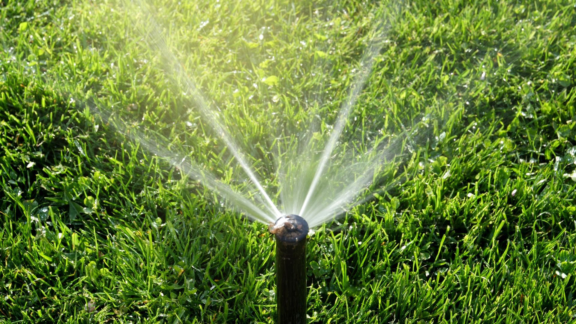 Sprinkler spraying water across green grass on a sunny day.