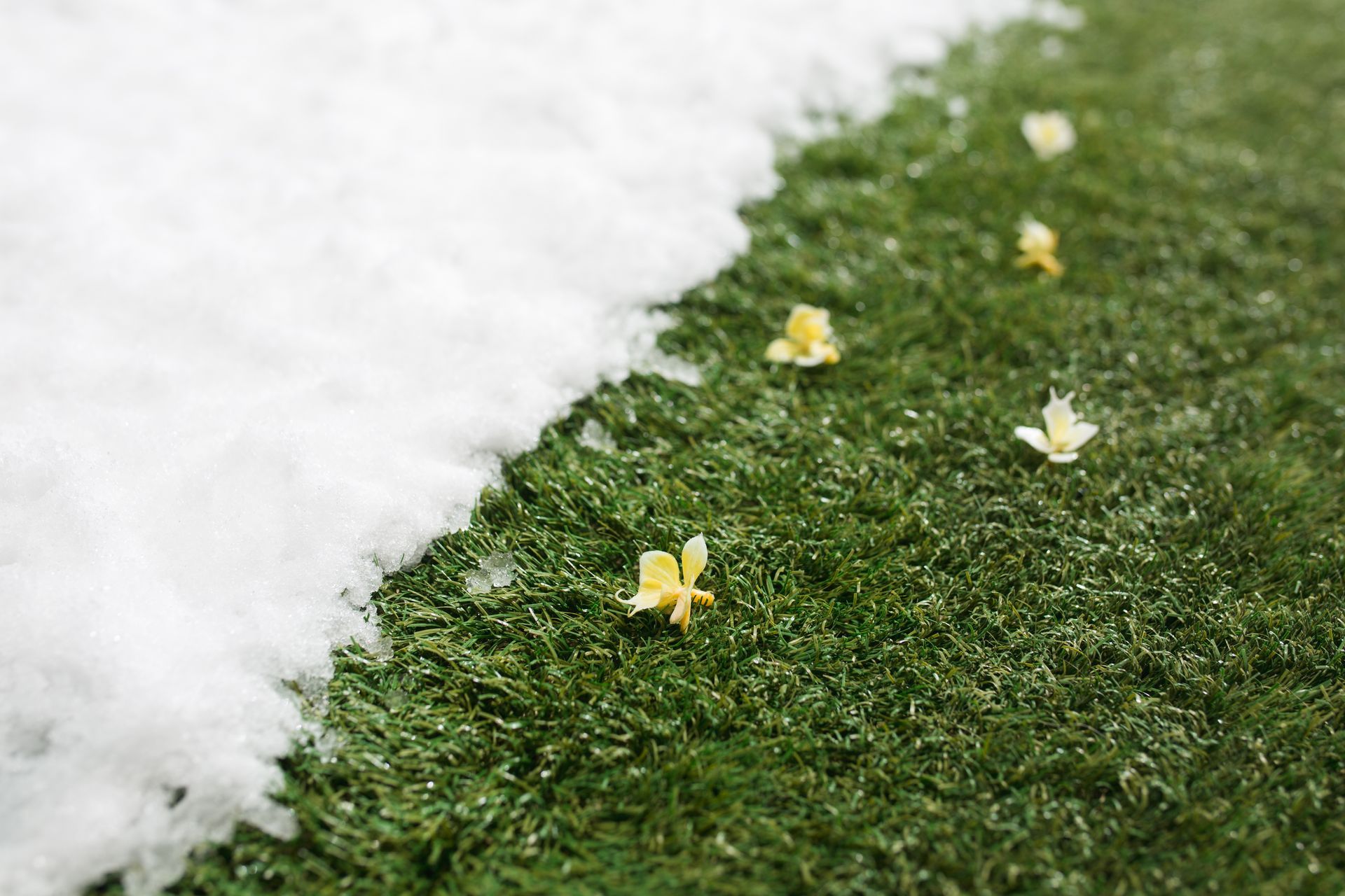 There is snow on the grass and flowers on the grass.