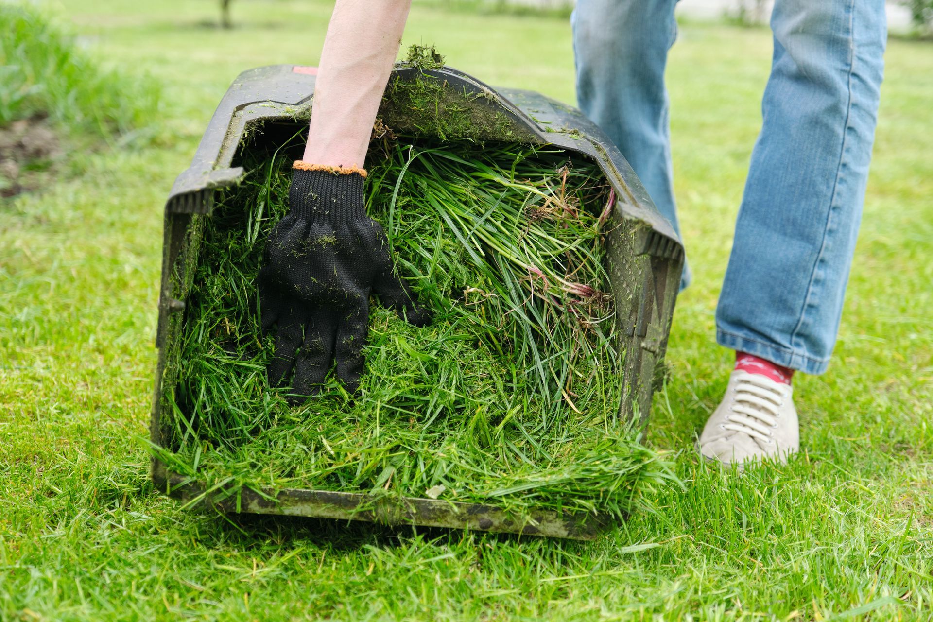 freshly mowed grass in a lawn mower