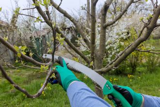 worker cuts a branch of a fruit tree with a garden saw