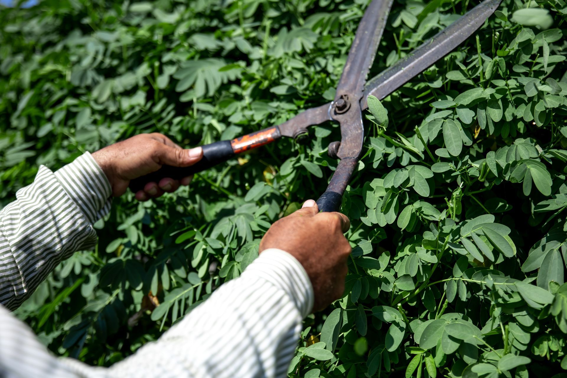 man trimming bushes with shears