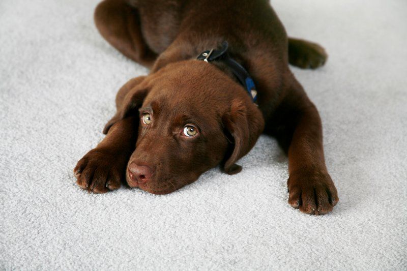Cute Dog on Carpet — Goldsboro, NC — Eli's Friends