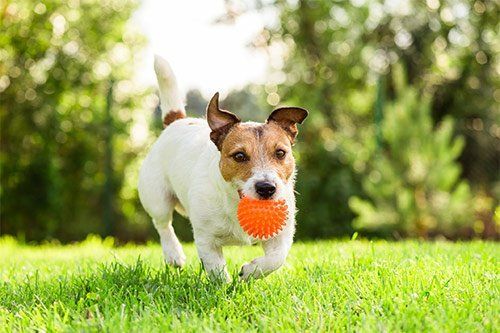 How Play Benefits Dogs