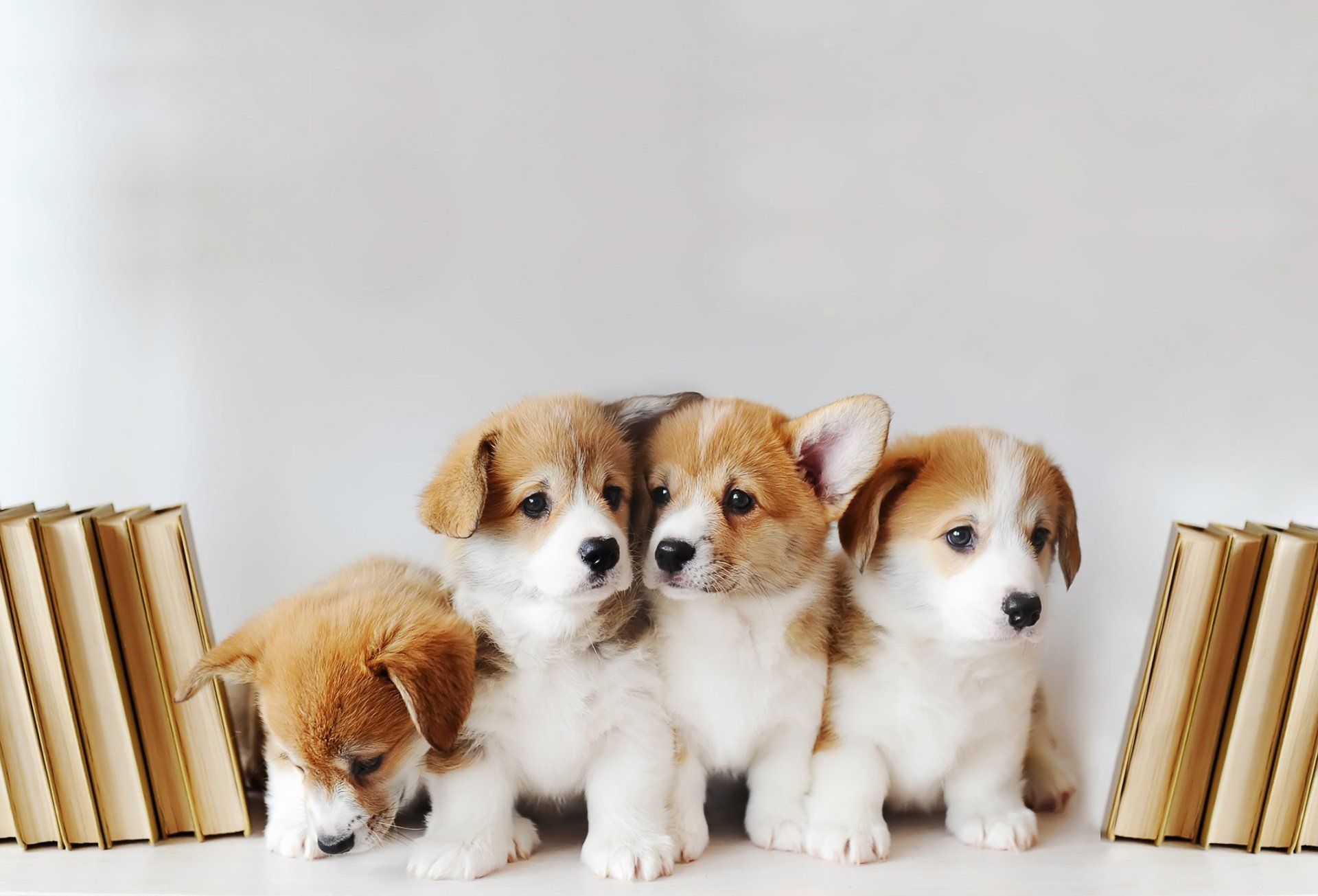 Puppies — Goldsboro, NC — Eli's Friends