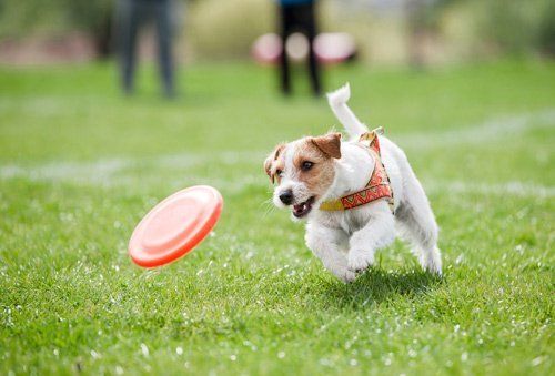 Dog Running on Playground — Goldsboro, NC — Eli's Friends