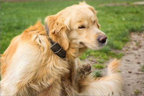 Dog Scratching his Body — Goldsboro, NC — Eli's Friends