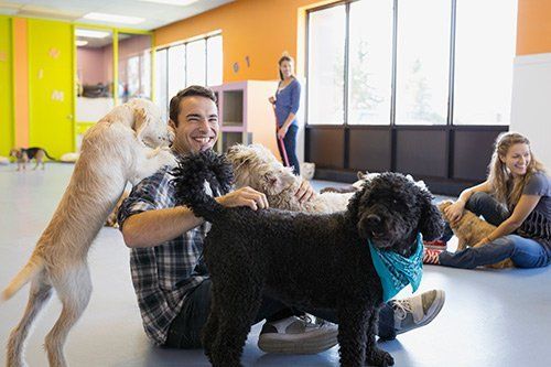 Dogs on Daycare — Goldsboro, NC — Eli's Friends