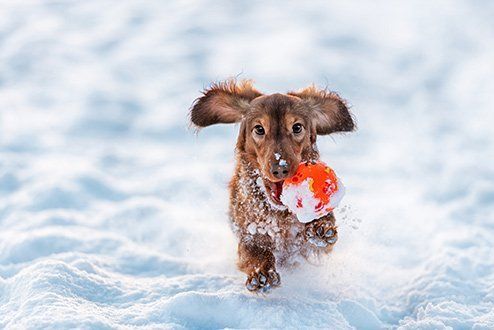 Dog Playing on Snow — Goldsboro, NC — Eli's Friends