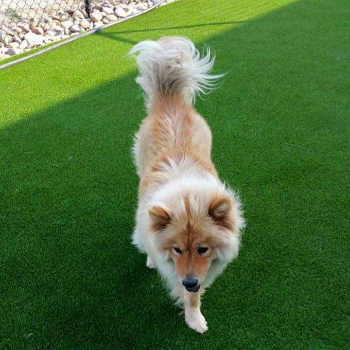 Dog Boarding Services in Goldsboro, NC Eli’s Friends