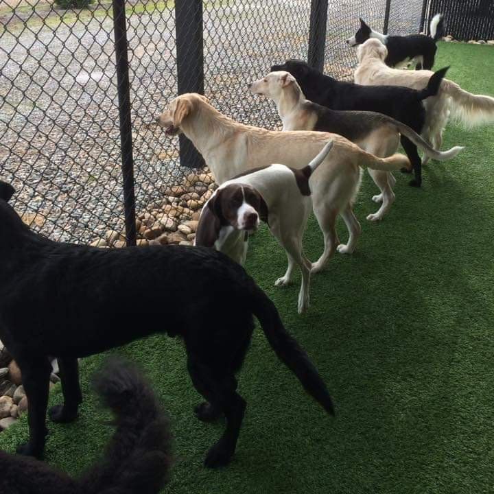 Dog Boarding Services in Goldsboro, NC Eli’s Friends