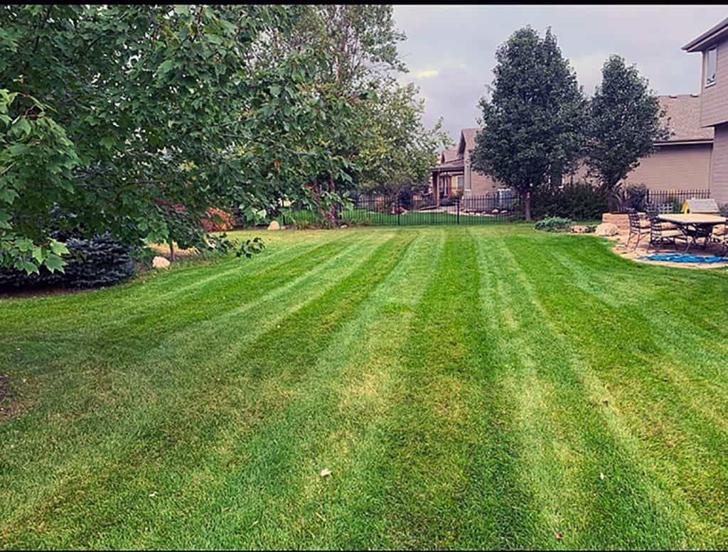 Green lawn with freshly cut stripes; trees and houses in the background.