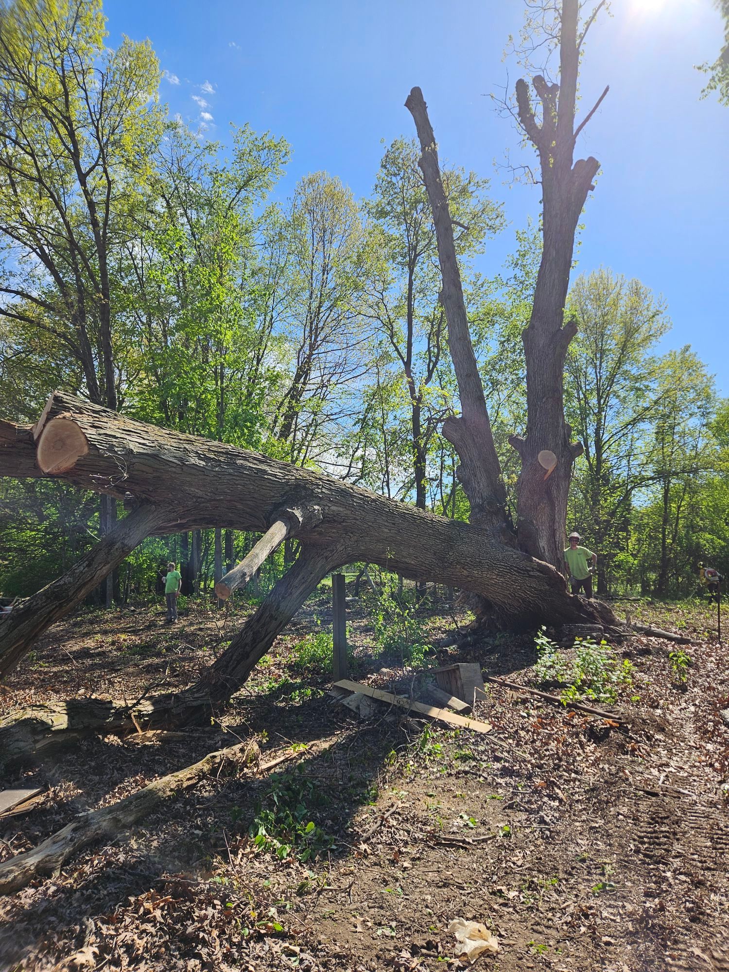 A tree that has fallen in the middle of a forest.
